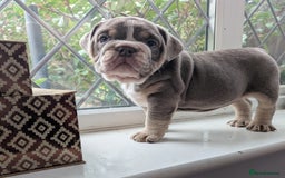 English Bulldog dogs for sale: English Bulldog Puppies  - Advert 10
