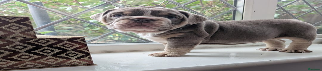 English Bulldog Puppy 2