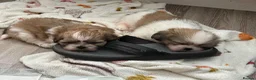 Shih Tzu dogs for sale: Beautiful pedigree Imperial Shih Tzu puppies  - Advert 4