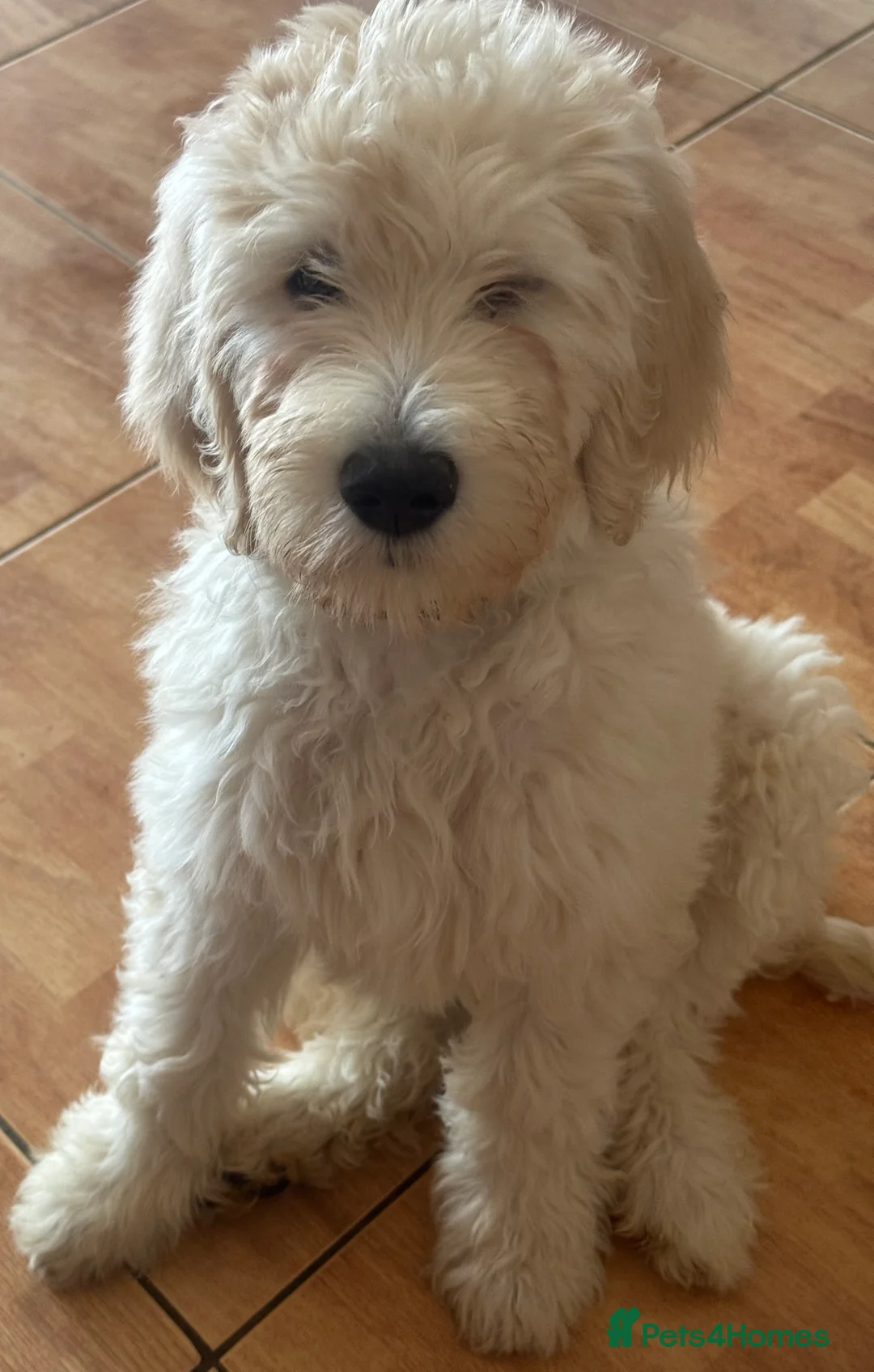 Goldendoodle dogs for sale: Golden doodle F1B stunning puppies  - Advert 5
