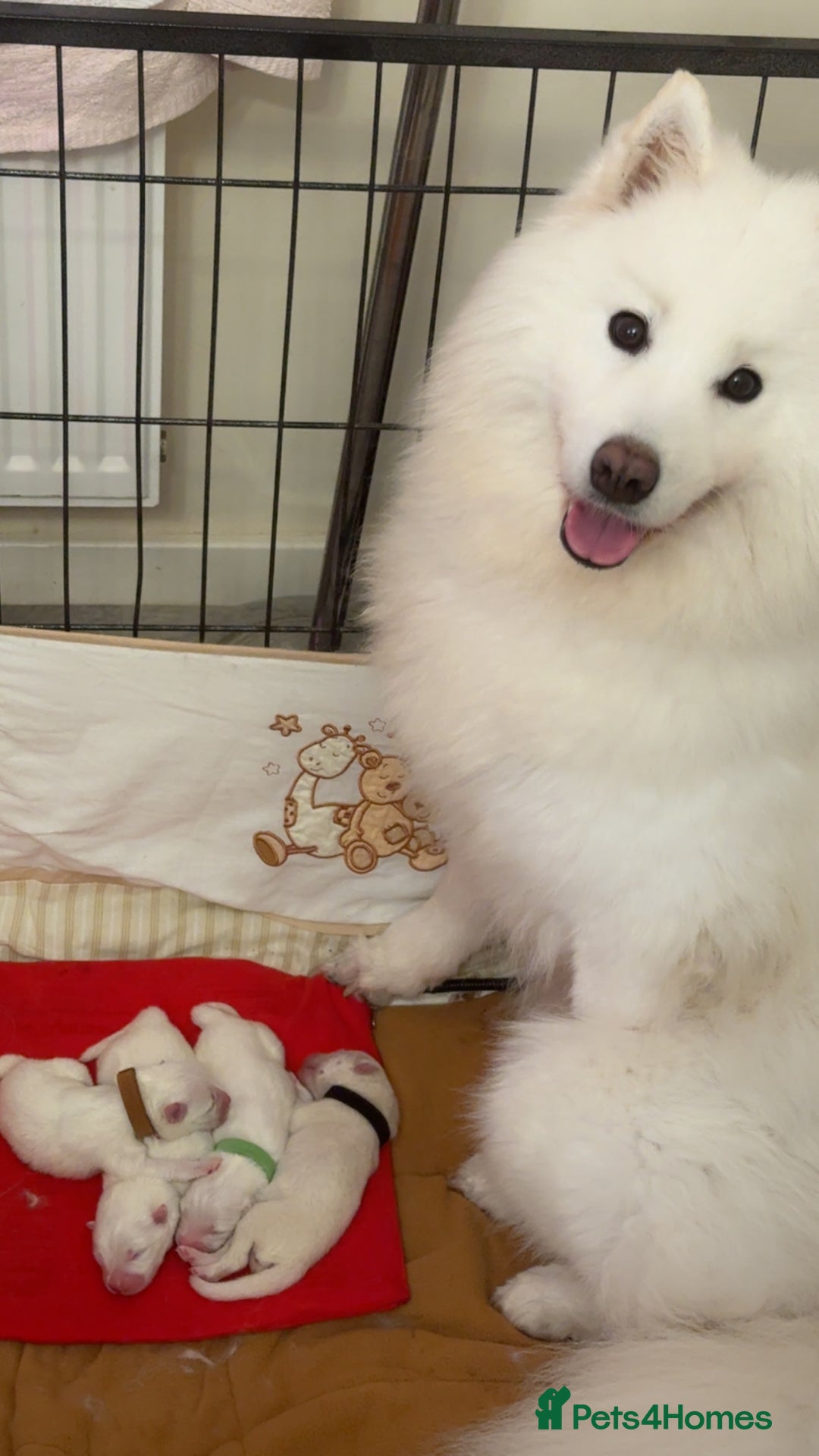 Samoyed dogs for sale: Pedigree pure breed Sammy Smilers 😊 - Advert 2