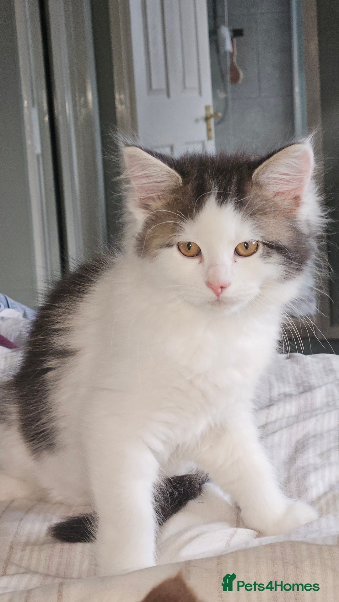 Maine Coon cats for sale: Beautiful Female Mixed Maine Coon kittens - Advert 18