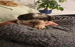 Sprocker dogs for sale: Cocker spaniel puppies  - Advert 6