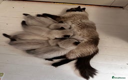 Ragdoll cats for sale: Beautiful Chocolate point Ragdoll kittens  - Image 6