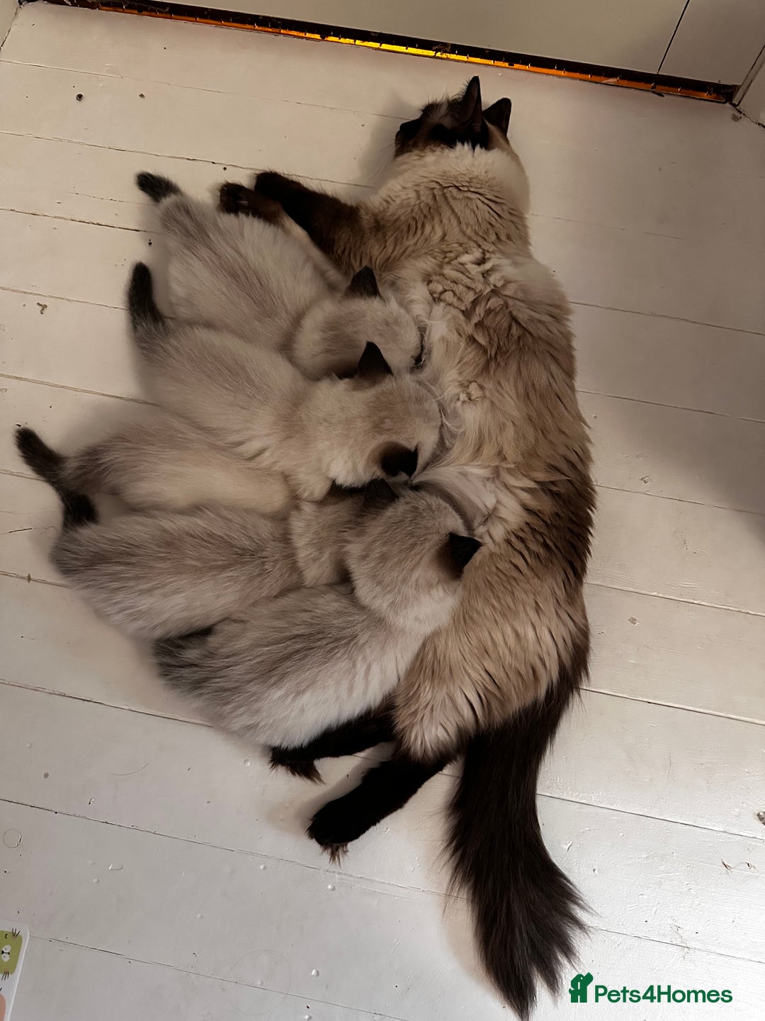 Ragdoll cats for sale: Beautiful Chocolate point Ragdoll kittens  - Image 6