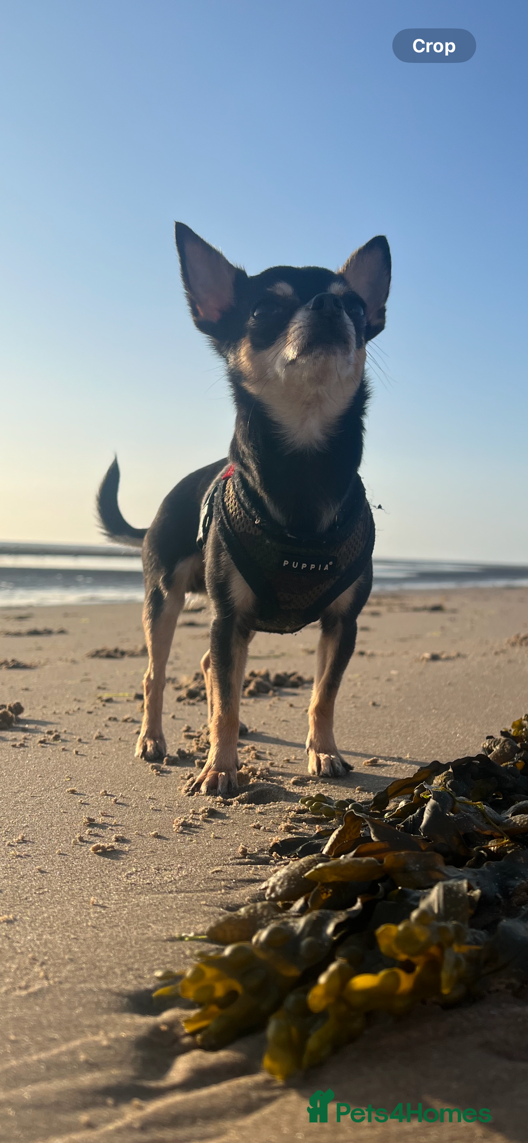 Chihuahua dogs for sale: Tri Colour Chihuahua Girl Seeking a Loving Home. - Advert 9