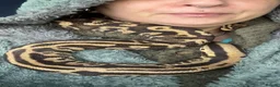 Python Snake reptiles for sale: 5 for £50 -adult docile Corn Snake & Ball Pythons - Advert 4