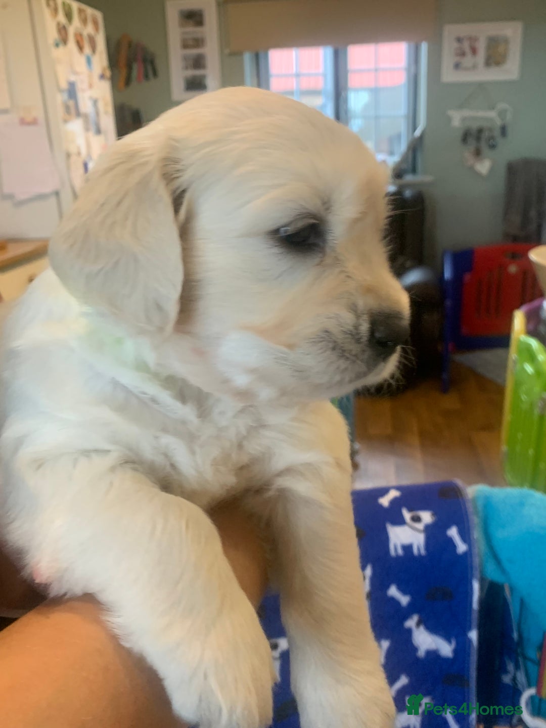 Golden Retriever dogs for sale: Gorgeous KC reg Golden Retriever Puppies - Image 20
