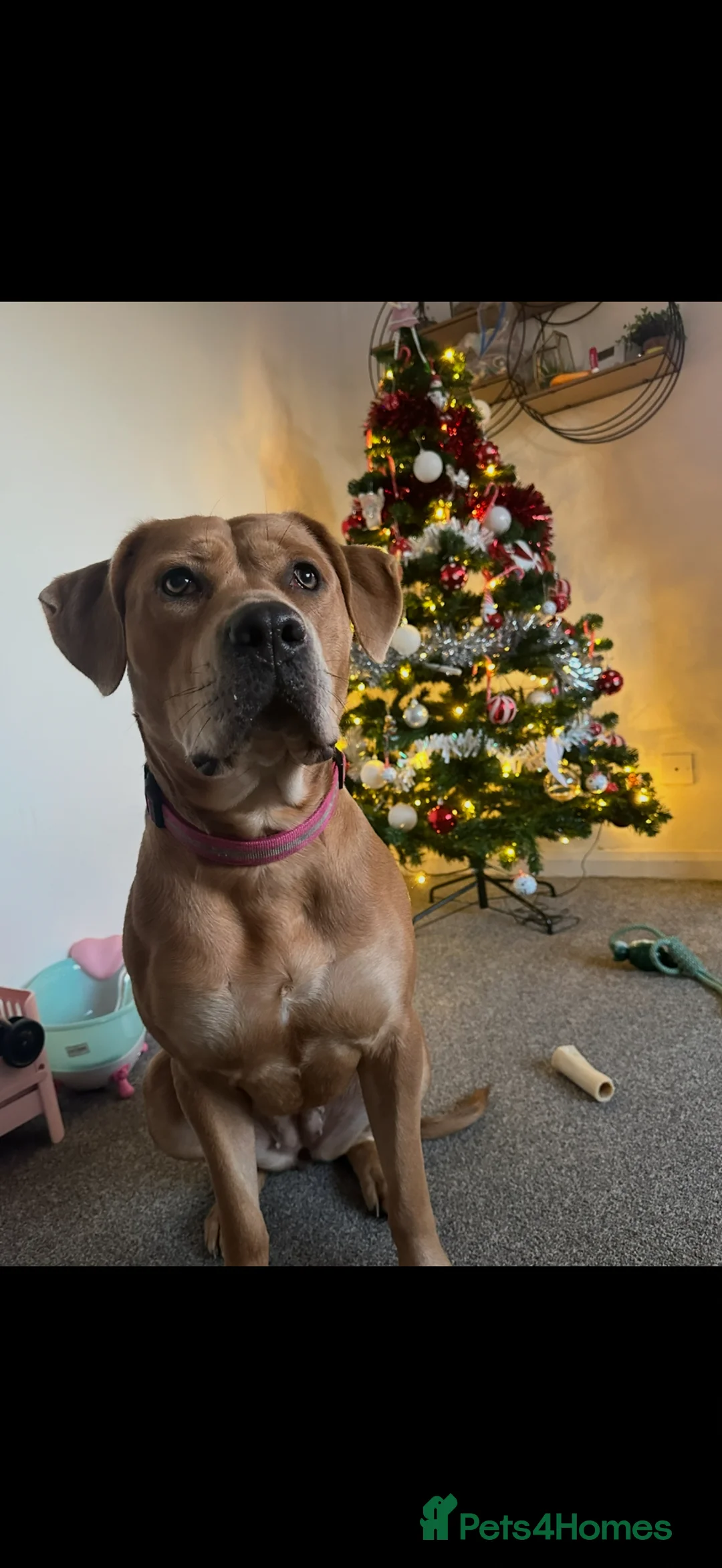 Mixed Breed dogs for sale: Urgent home needed for Nova  - Advert 2