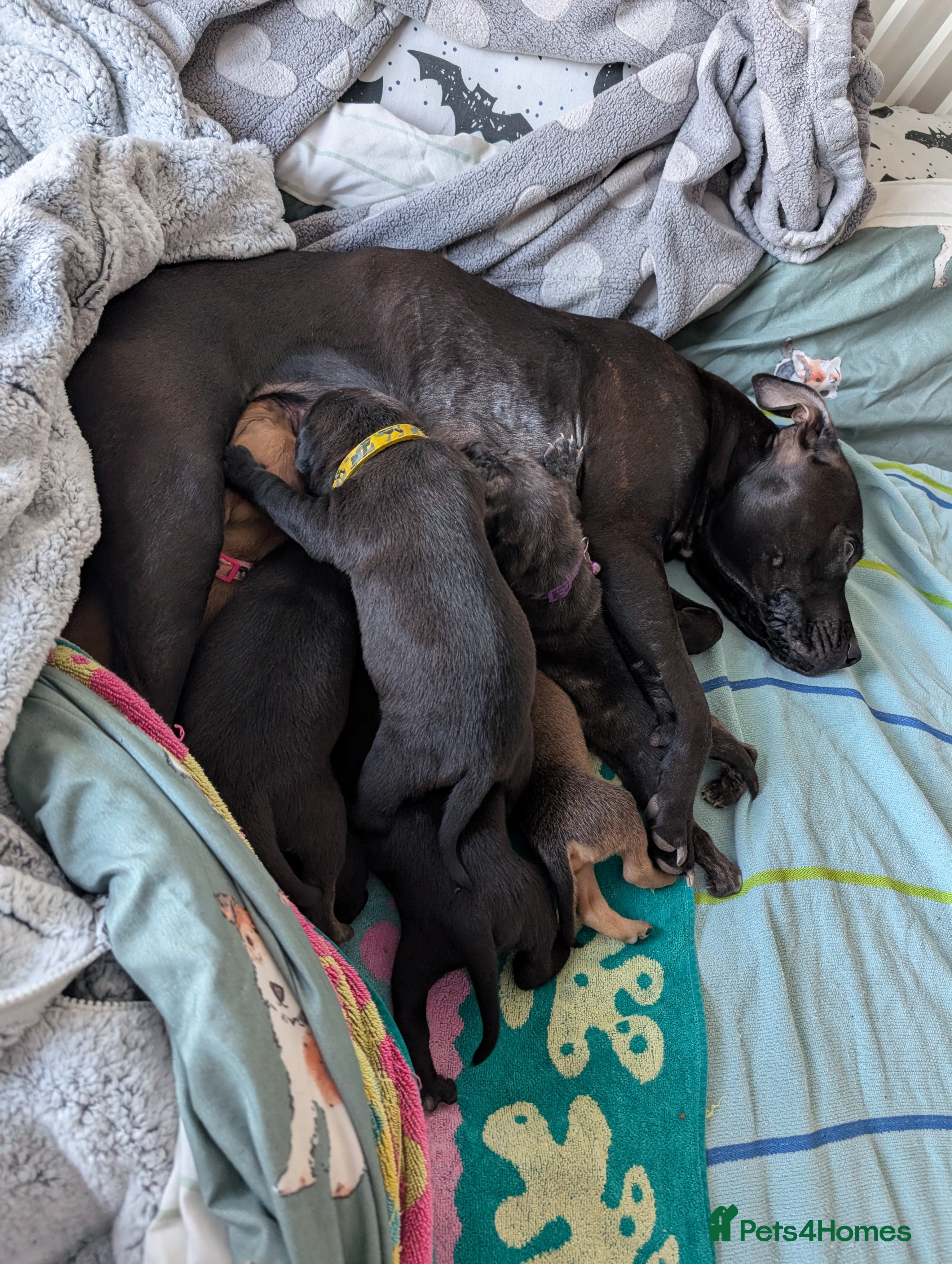 Mixed Breed dogs 3 beautiful girls looking for their own sofa  - Advert 4