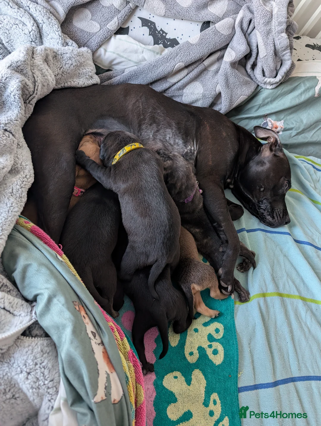 Mixed Breed dogs for sale: 3 beautiful girls looking for their own sofa  - Advert 1