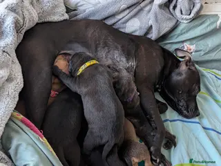 Mixed Breed dogs 3 beautiful girls looking for their own sofa - Advert 1