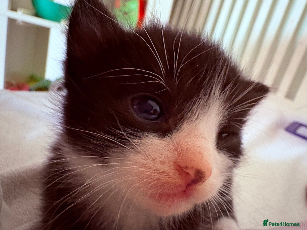 Mixed Breed cats for sale: Beautiful kittens for sale 🐈‍⬛ - Image 3