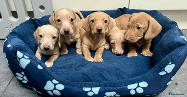 Miniature Dachshund dogs - Advert 8