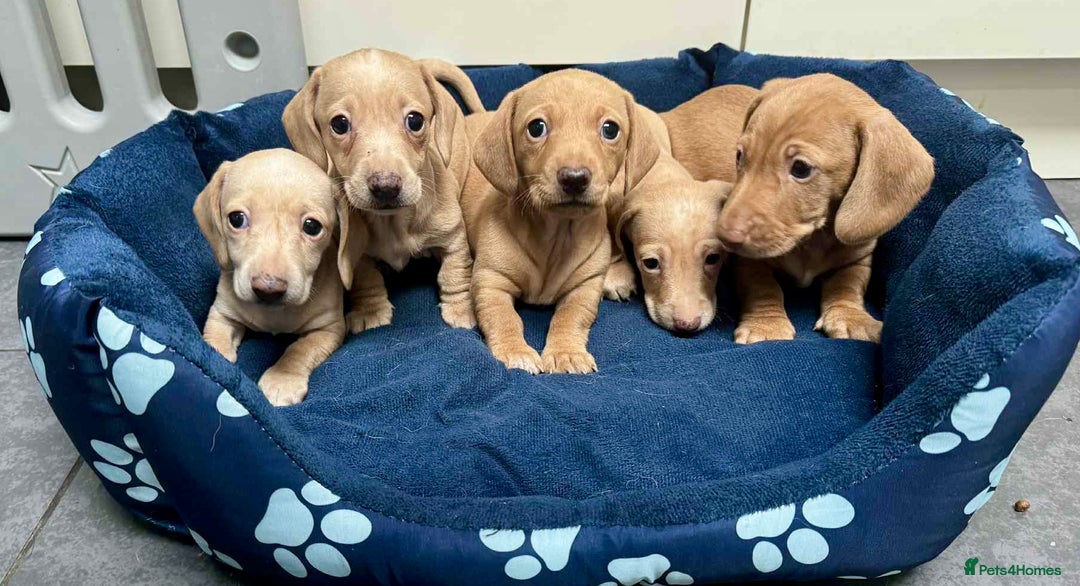 Miniature Dachshund dogs for sale: Cream Dapples & Red Dapples KC registered  - Image 2