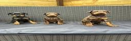 Dobermann dogs for sale: Beautiful family dobermans * 3 pups left * - Advert 9
