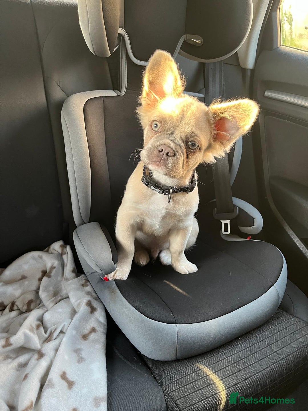 French Bulldog dogs for sale: Fluffy French Bulldog - Advert 2