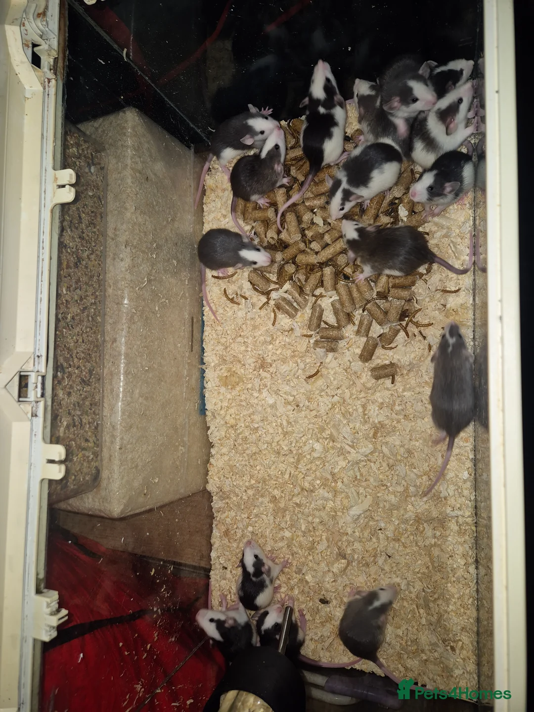 Rat rodents for sale: Rex and dumbo rats and African soft fur rats - Advert 1