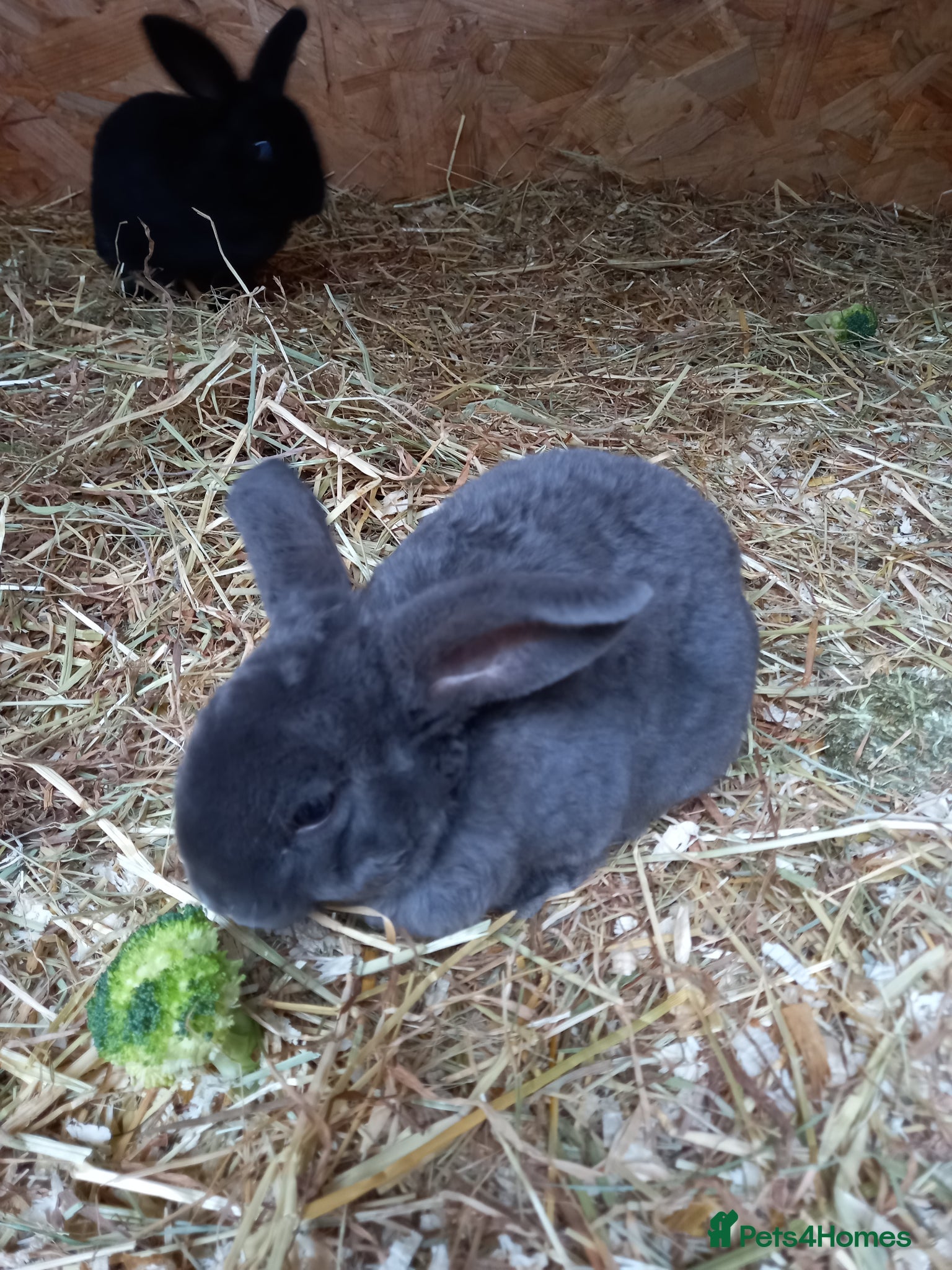 Mini Lop rabbits Mini plush lops - Advert 1