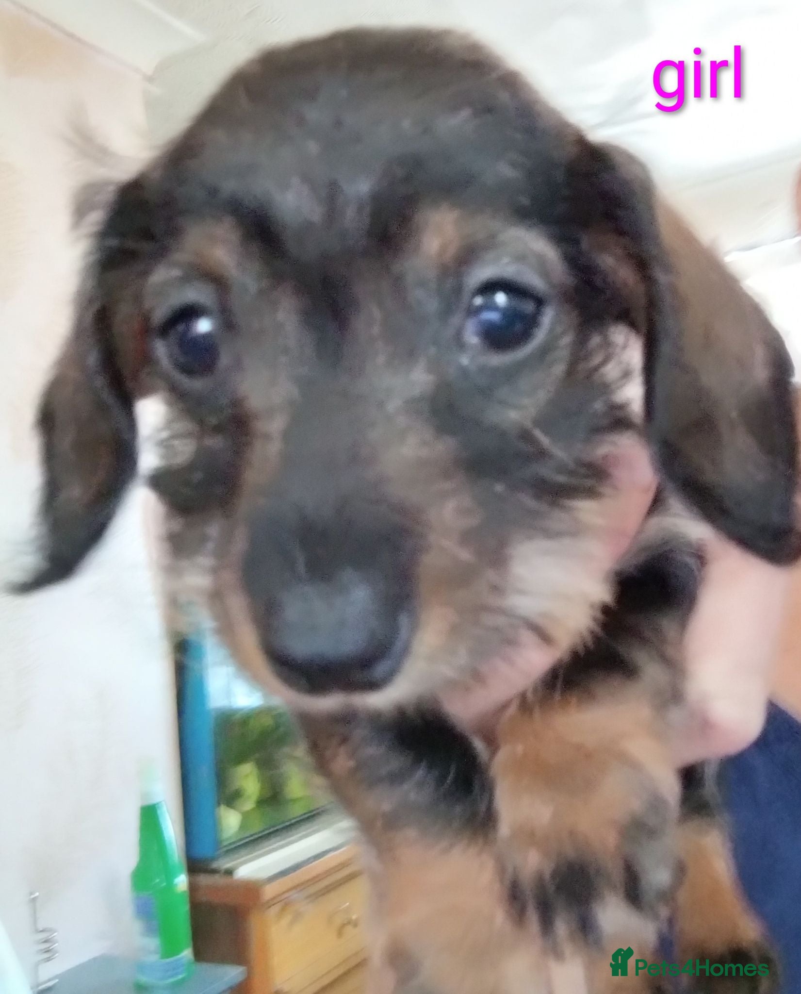Miniature Dachshund dogs READY Beautiful miniature wire haired dachshund  - Advert 1