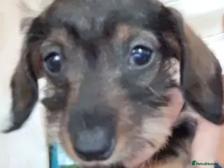 Miniature Dachshund dogs READY Beautiful miniature wire haired dachshund - Advert 2