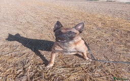 Belgian Shepherd Dog dogs for sale: Belgian malinois puppies  - Image 6