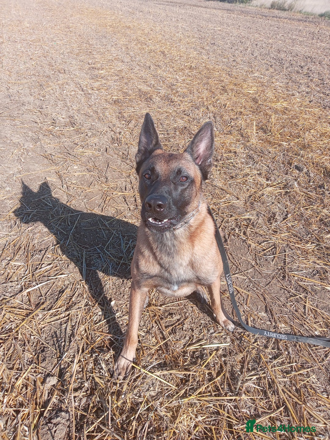 Belgian Shepherd Dog dogs for sale: Belgian malinois puppies  - Image 6