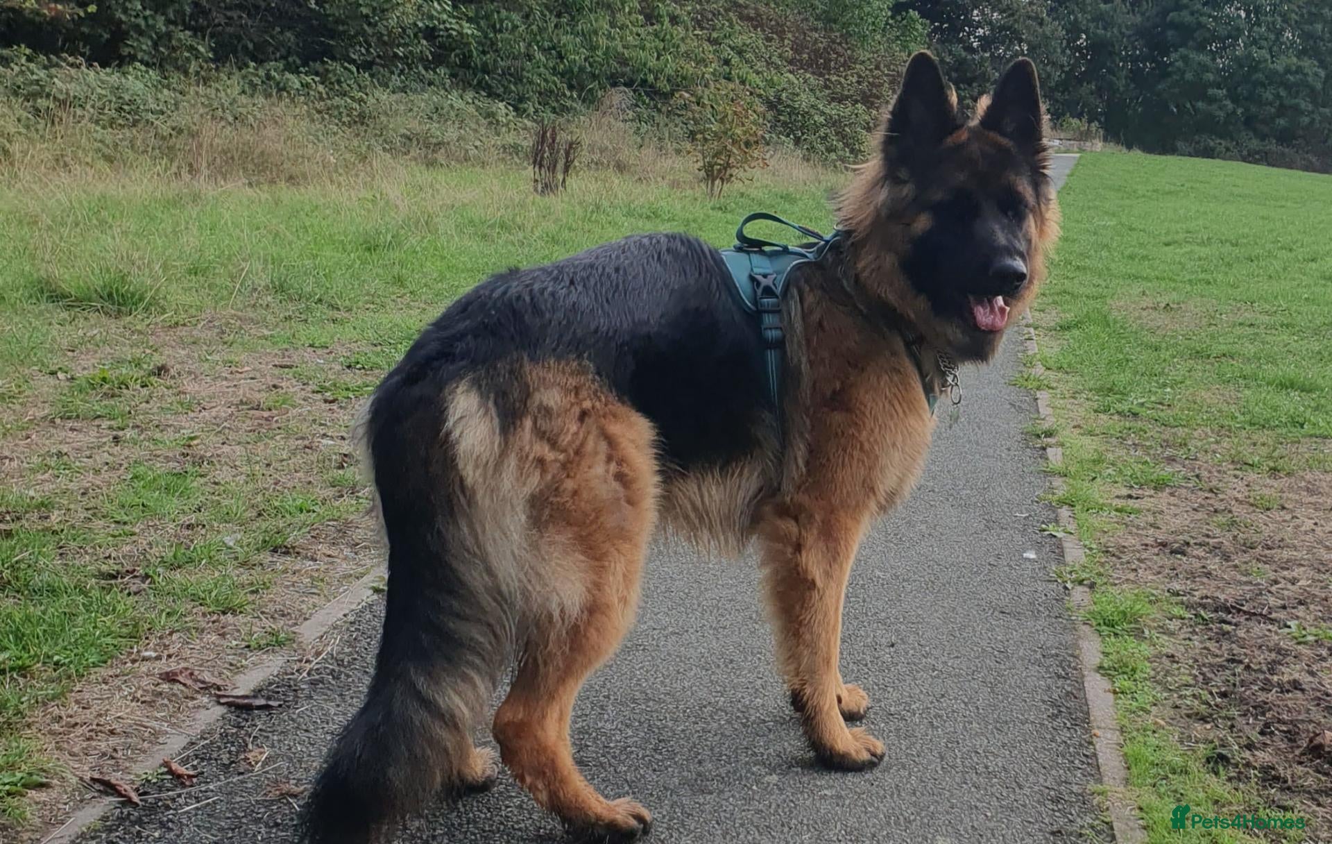 German Shepherd dogs 12 month old Male medium_long fur German shepherd  - Advert 8