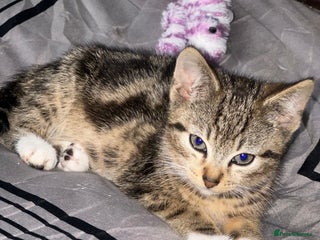 American Shorthair cats for sale: 7 weeks old Tabby Kitten - Advert 1