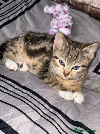 American Shorthair cats 7 weeks old Tabby Kitten - Advert 1