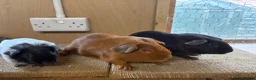 Guinea Pig rodents for sale: Male Guineapigs’s for sale  in Hastings - Advert 2