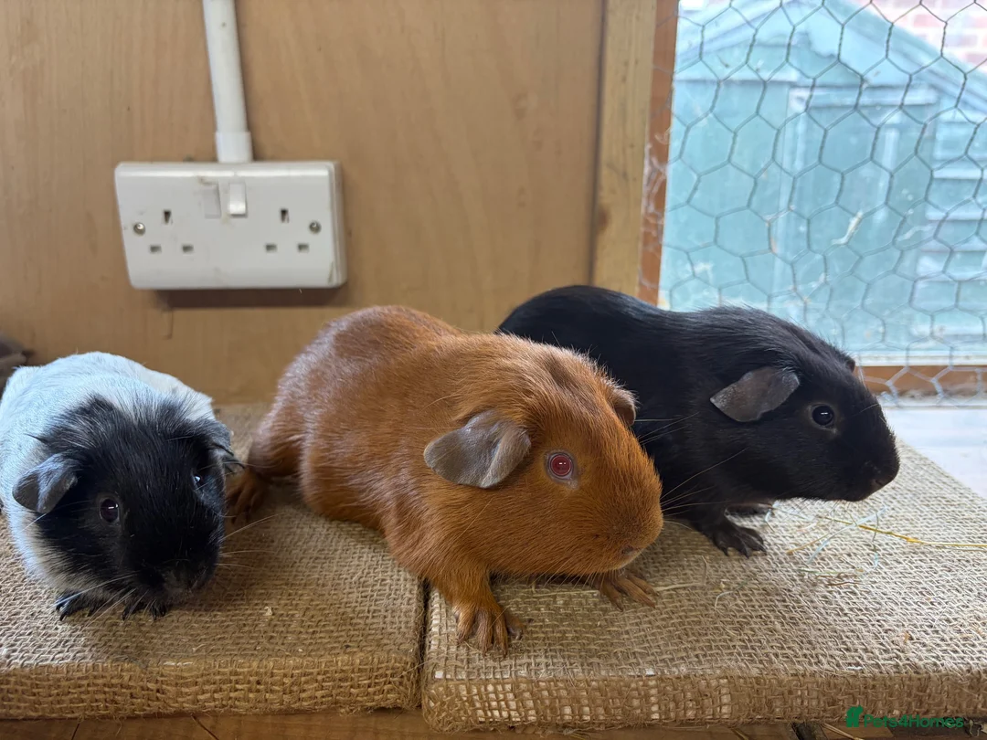 Guinea Pig rodents for sale: Male Guineapigs’s for sale  in Hastings - Advert 2