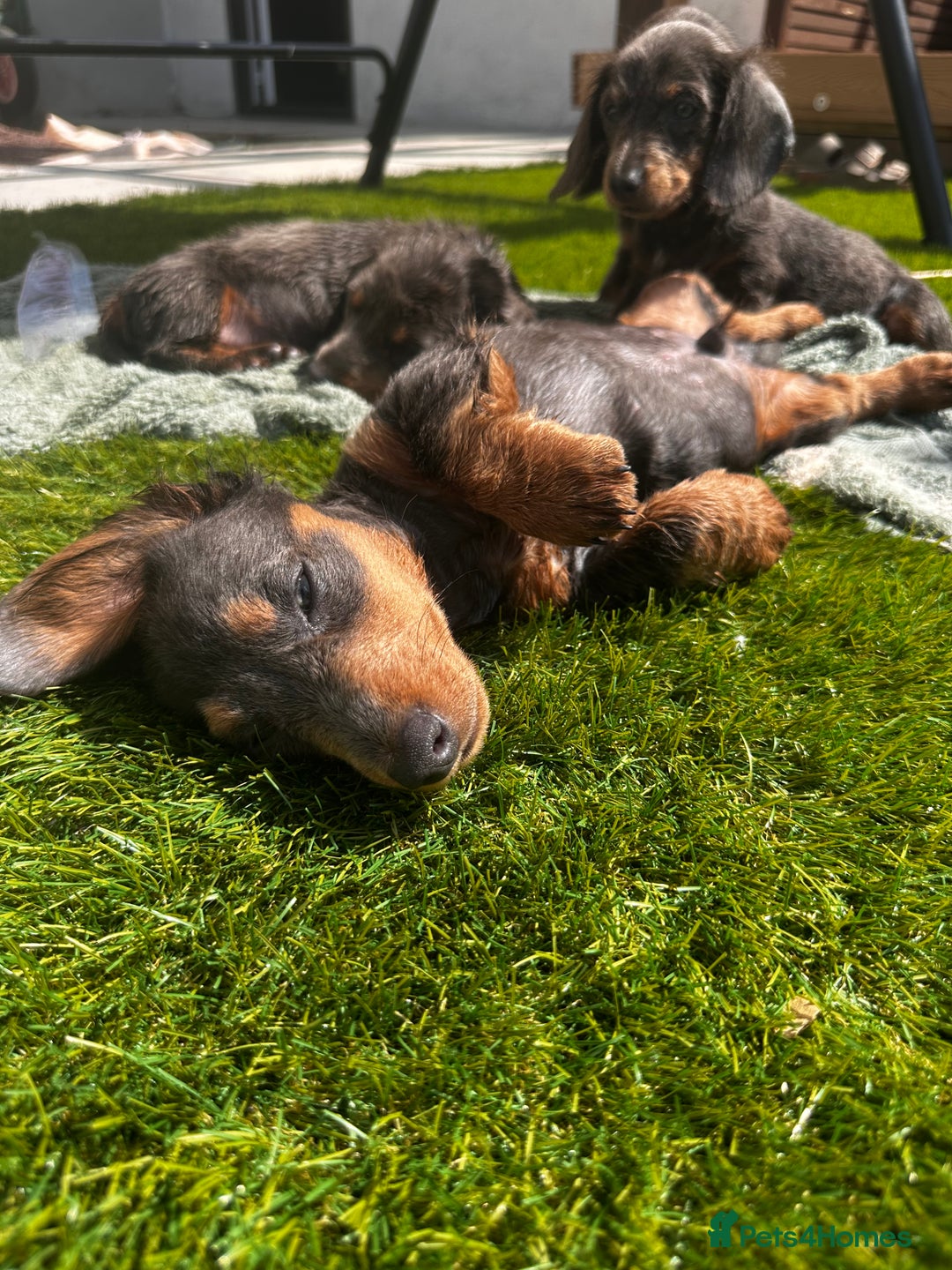 Miniature Dachshund dogs for sale: READY NOW. Miniature long hair dachshund 🤍 - Image 21