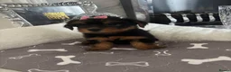 Yorkshire Terrier dogs for sale: Adorable Yorkshire Terrier Puppies 8 girls&1 boy.  - Advert 36