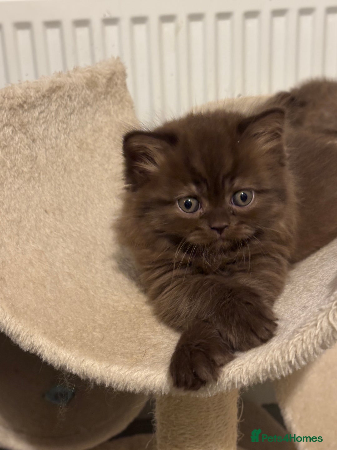 British Longhair cats for sale: Longhair chocolate male - Advert 4