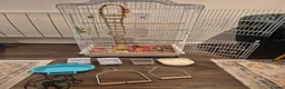 Cockatiels birds for sale: Bird Cage for Cockatiel, budgie, parrots, - Advert 5