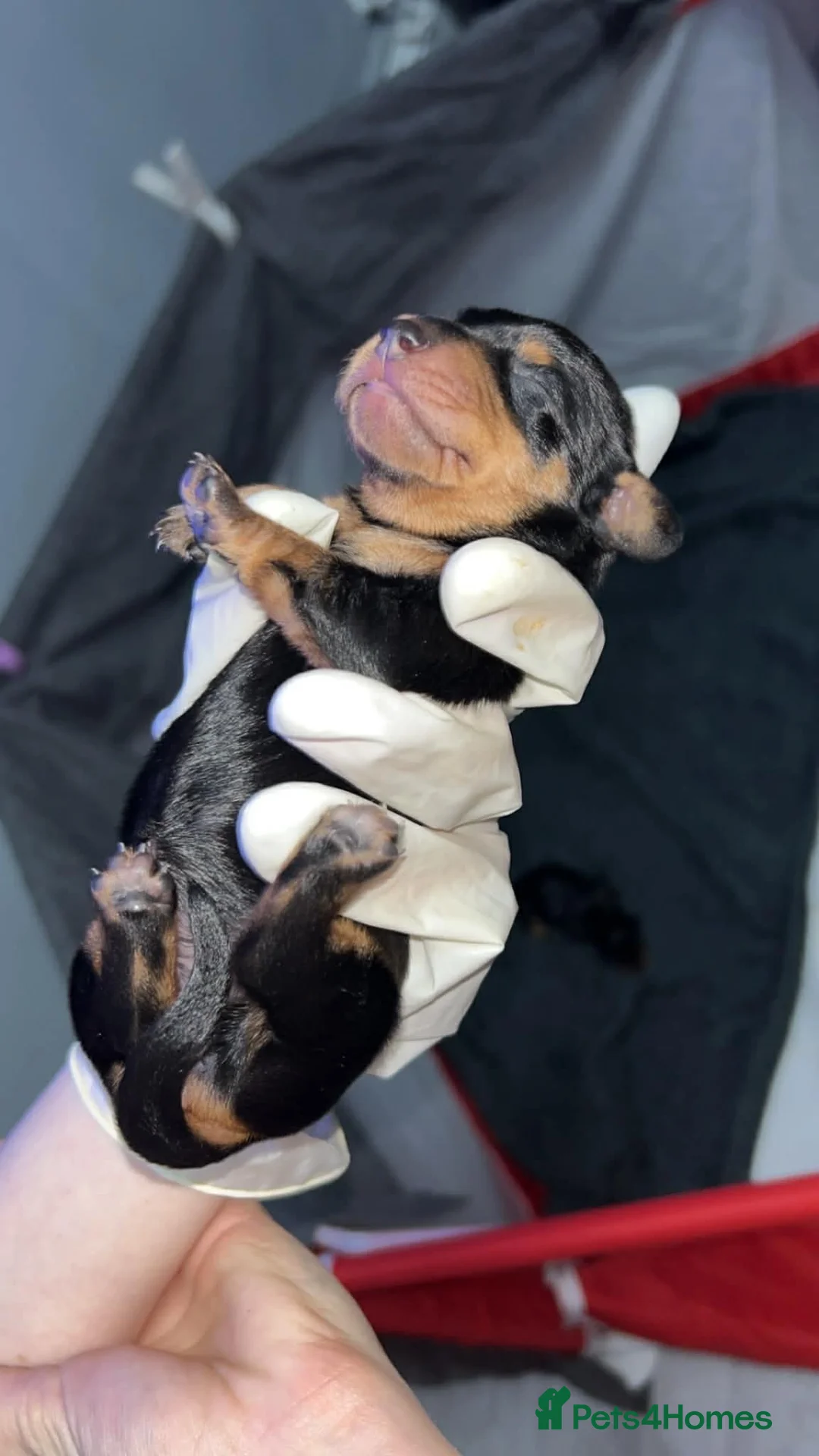 Dachshund dogs for sale: 3 girl dachshunds  in Stockton-on-Tees - Advert 2