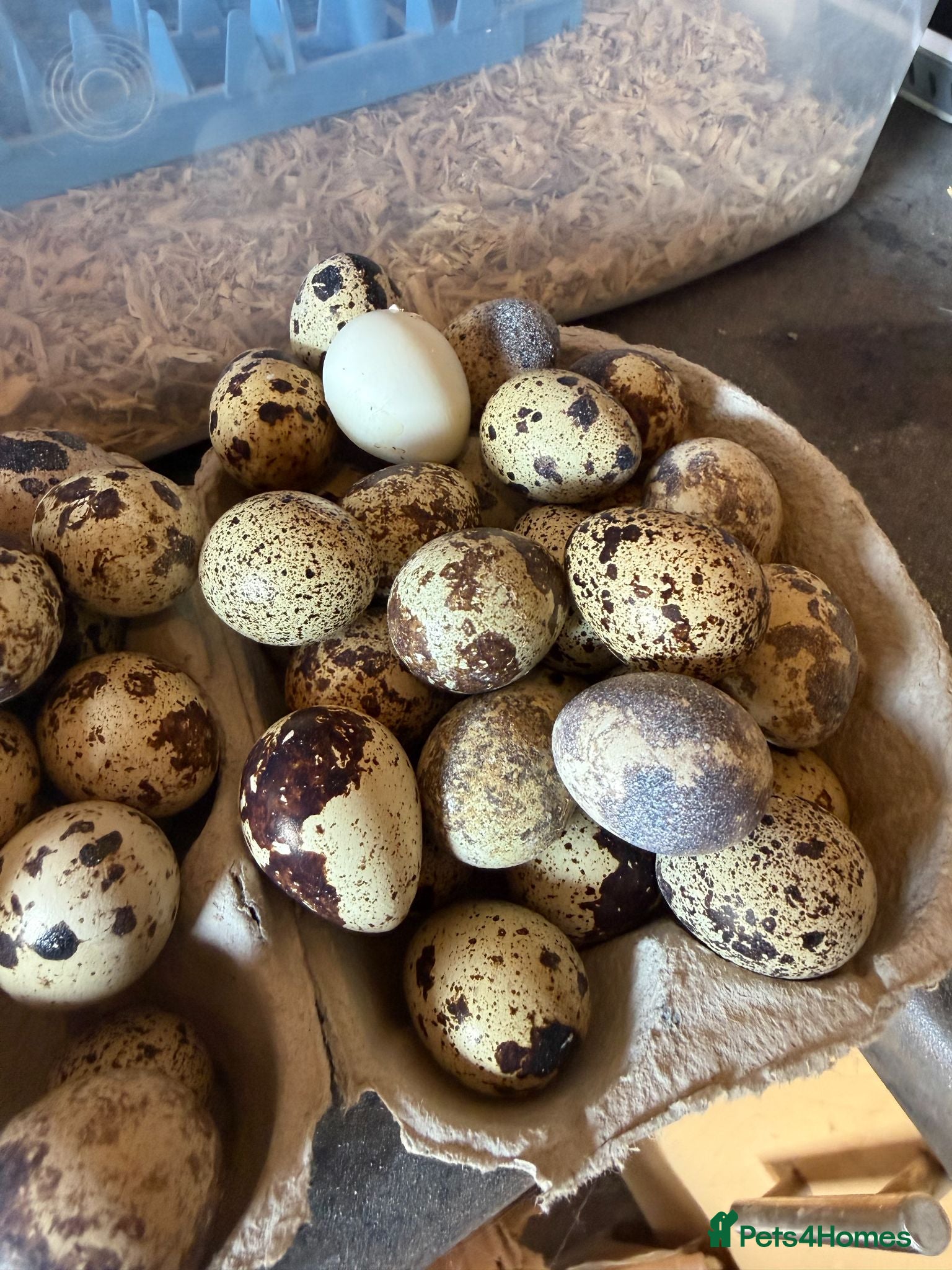 Quail poultry 12x JUMBO FERTILE QUAIL EGGS 🥚 - Advert 2