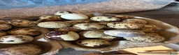 Quail poultry for sale: 12x JUMBO FERTILE QUAIL EGGS 🥚 - Advert 2