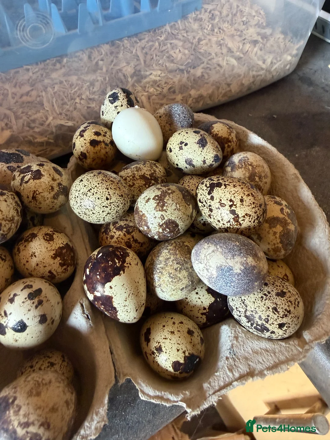 Quail poultry for sale: 12x JUMBO FERTILE QUAIL EGGS 🥚 - Advert 2