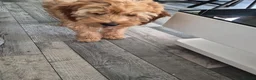 Cockapoo dogs for sale: Dog for sale in Haywards Heath - Advert 5
