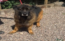 German Shepherd dogs for sale: 5 yr old GSD - Image 5