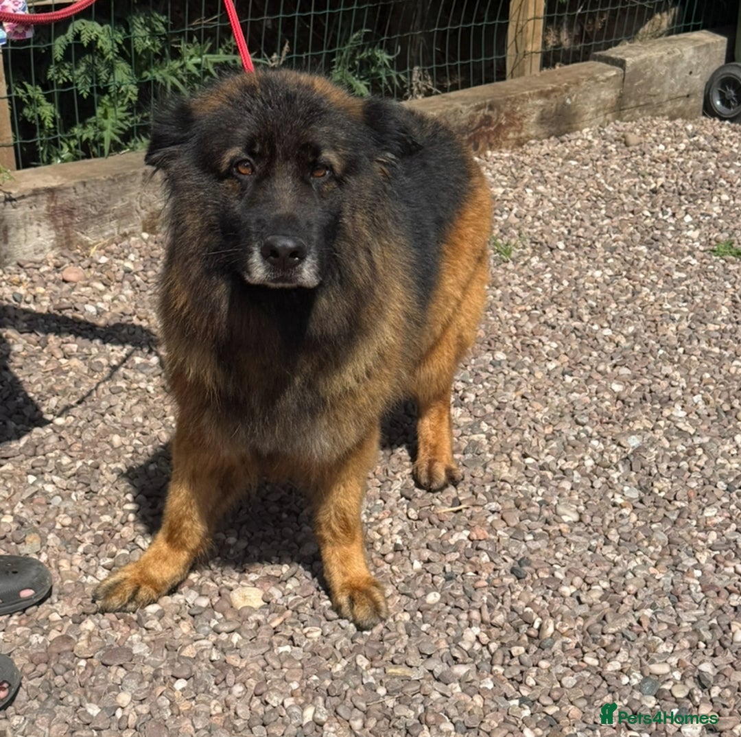 German Shepherd dogs for sale: 5 yr old GSD - Image 5