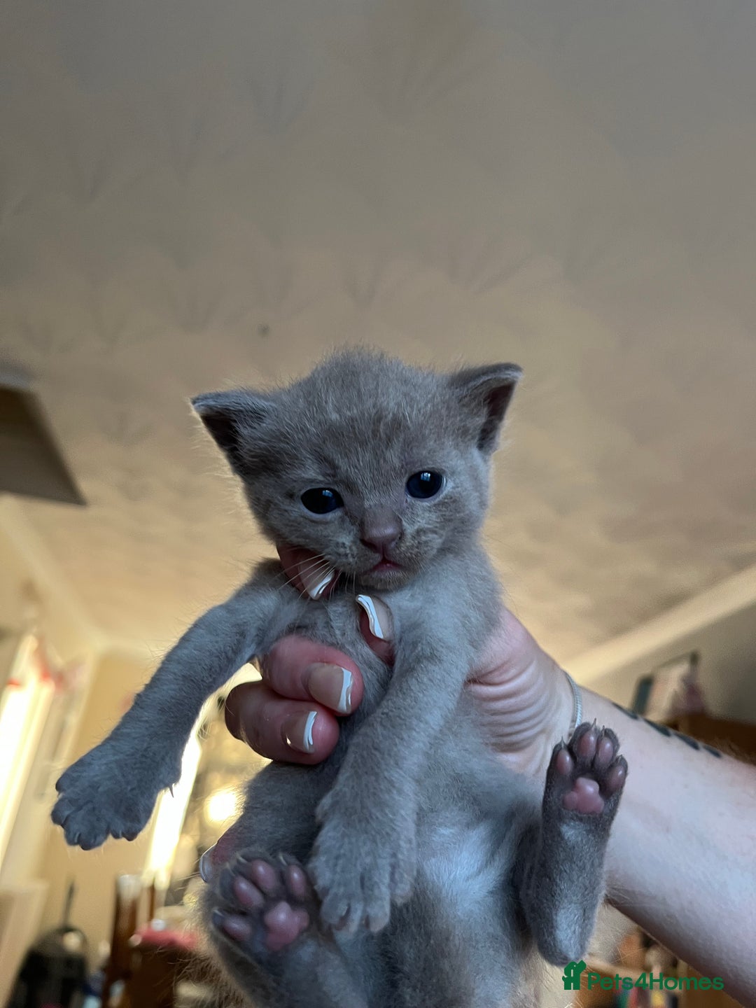 Mixed Breed cats for sale: Beautiful Ragdoll x BSH kittens for sale! - Image 18