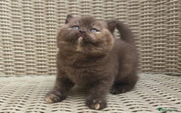 British Shorthair cats for sale: Stunning British Shorthair Kittens  - Image 3