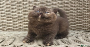 British Shorthair cats - Advert 13