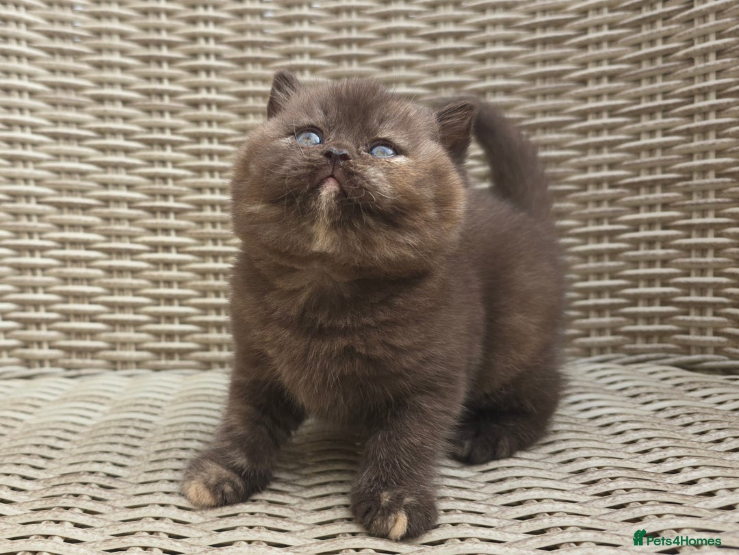British Shorthair cats for sale: Stunning British Shorthair Kittens  - Image 3
