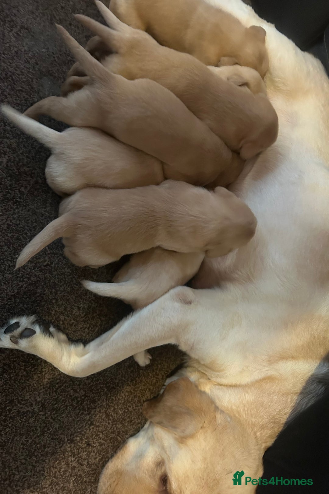 Labrador Retriever dogs for sale: Labrador - Advert 1