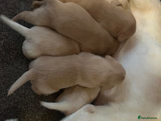 Labrador Retriever dogs Labrador - Advert 17