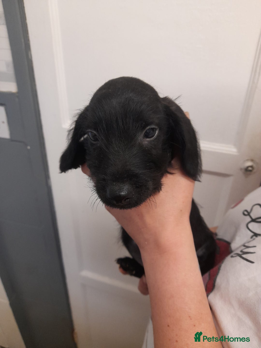 Miniature Dachshund dogs for sale: Miniture dashounds wire hair  - Image 9